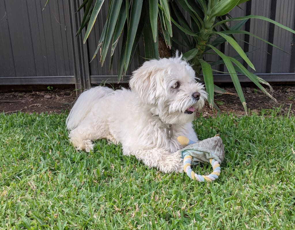 Hypoallergene honden