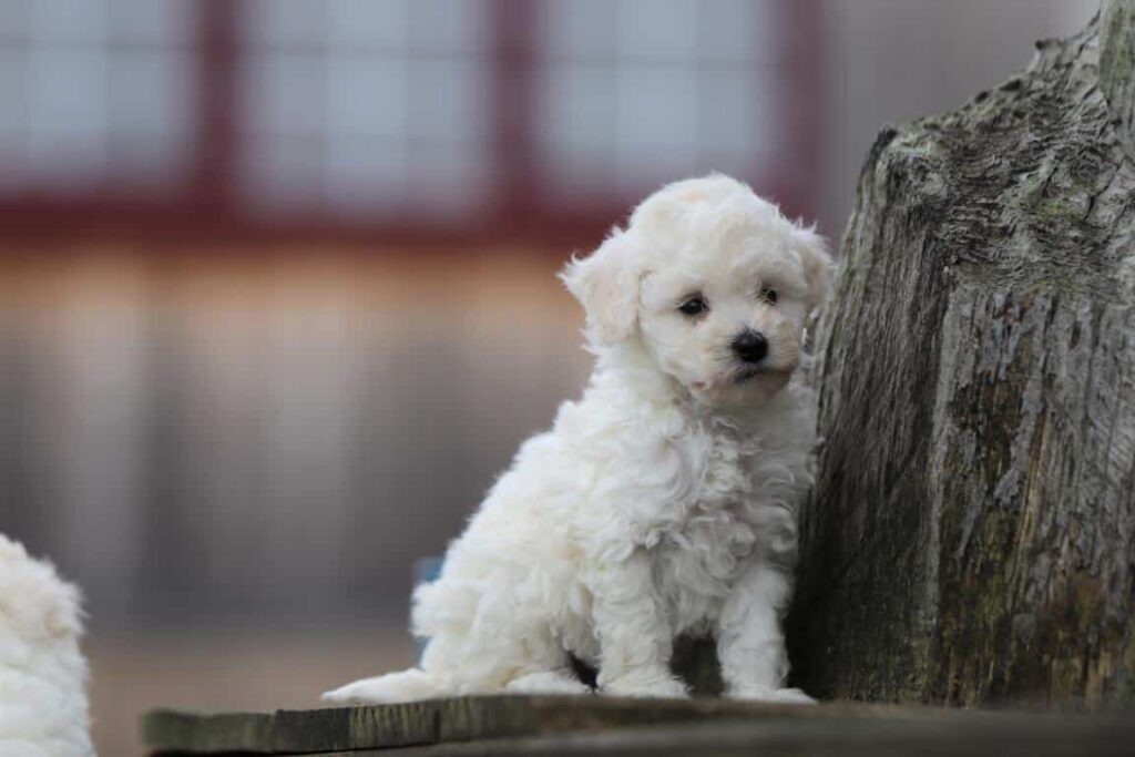 Maltipoo opvoeding