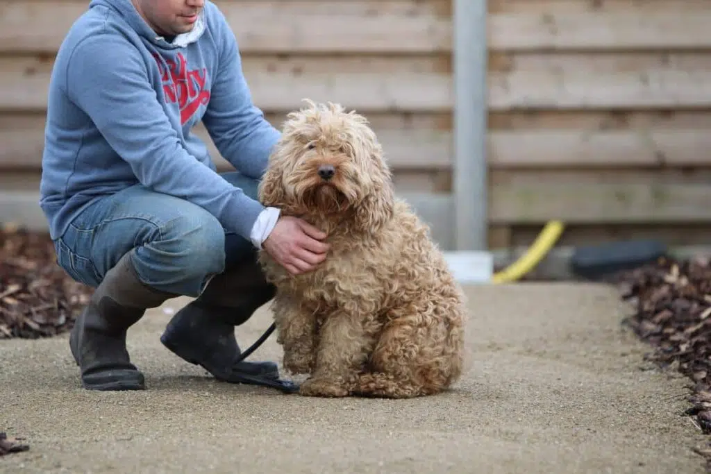 Cockapoo eigenschappen