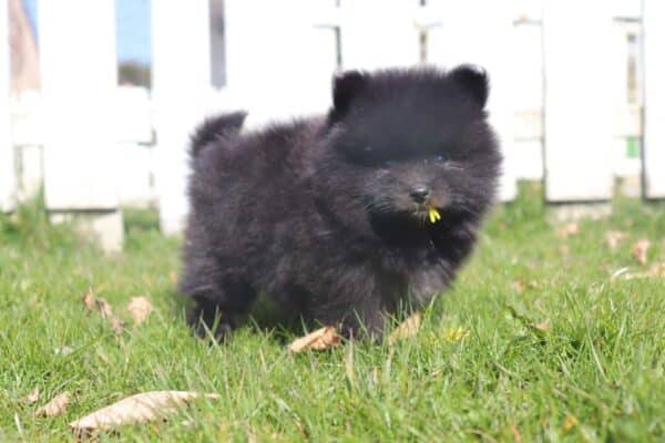 Pomeranian karakter