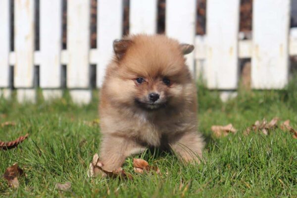 Zwergspitz puppies
