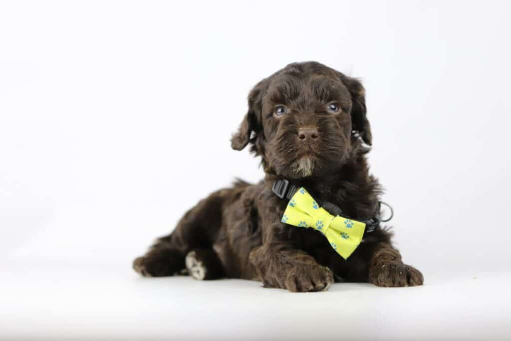 Price Labradoodle puppy