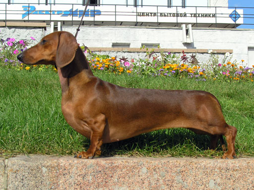 The temperament of this dachshund is courageous