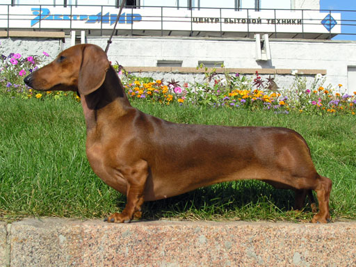 Short haired dachshund