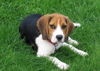 Beagle zu verkaufen