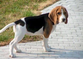 Beagle à longues oreilles