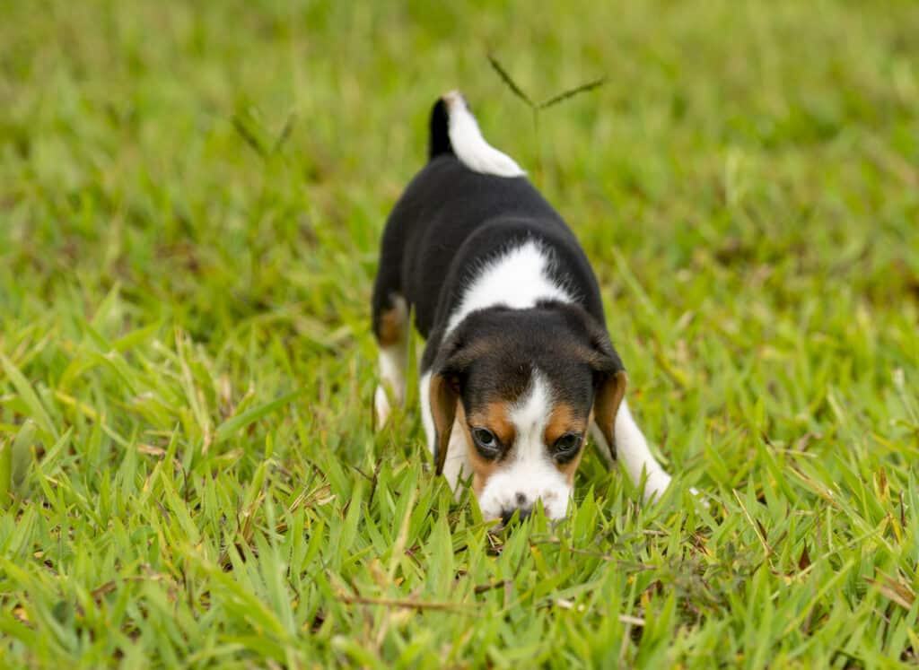 Beagle dog sniffing green grass
