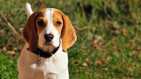 volwassen beagle