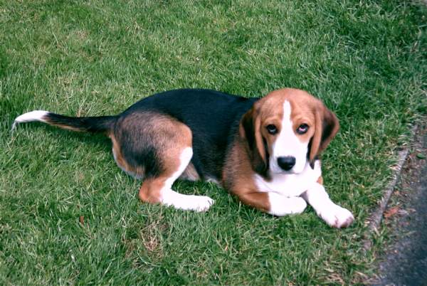 Beagle lifespan