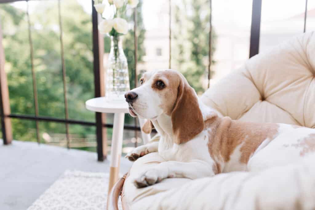 Beautiful photo graceful beagle dog looking away while resting balcony beside table with roses