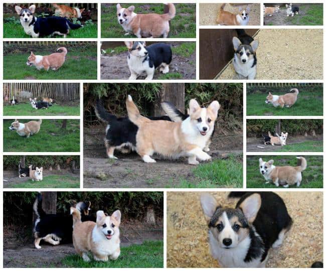 Welsh corgi pembroke