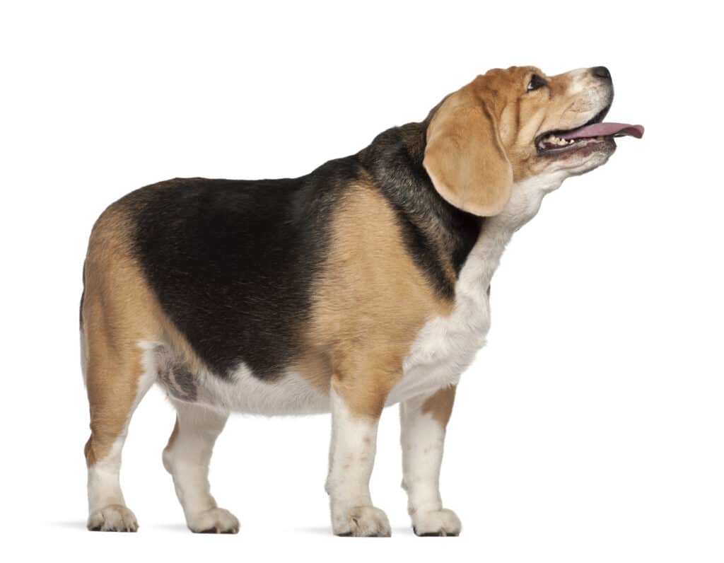 dikke beagle