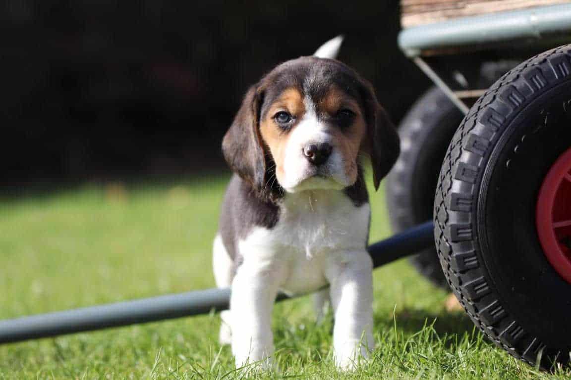 Beagle kennel