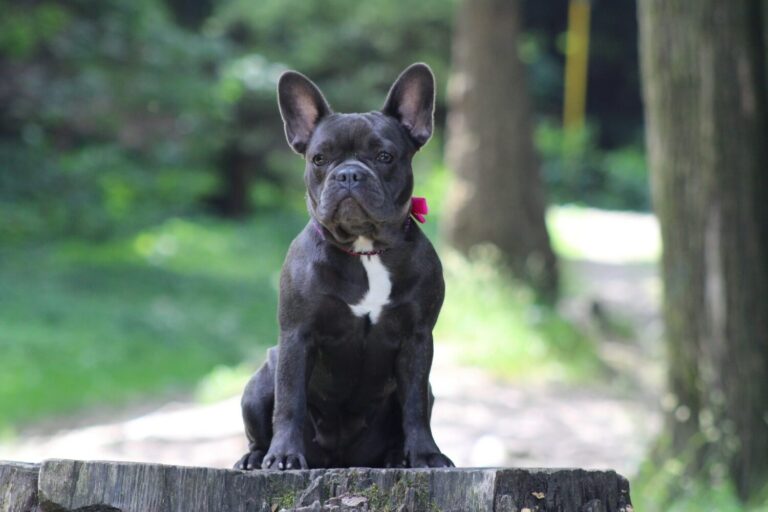 The French bulldog: a small and affectionate dog