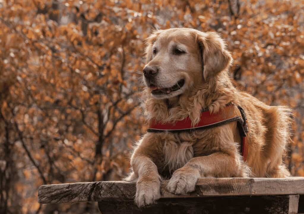 Golden retriever fokker