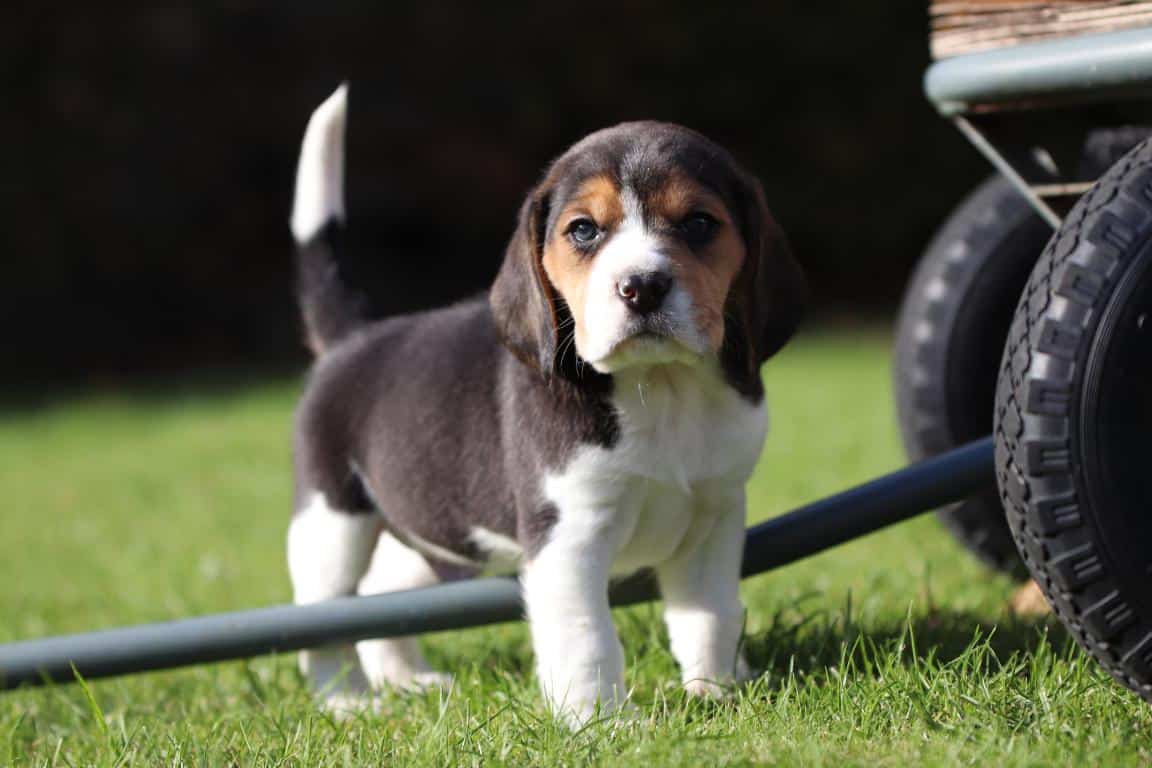 hondenfokker Beagle