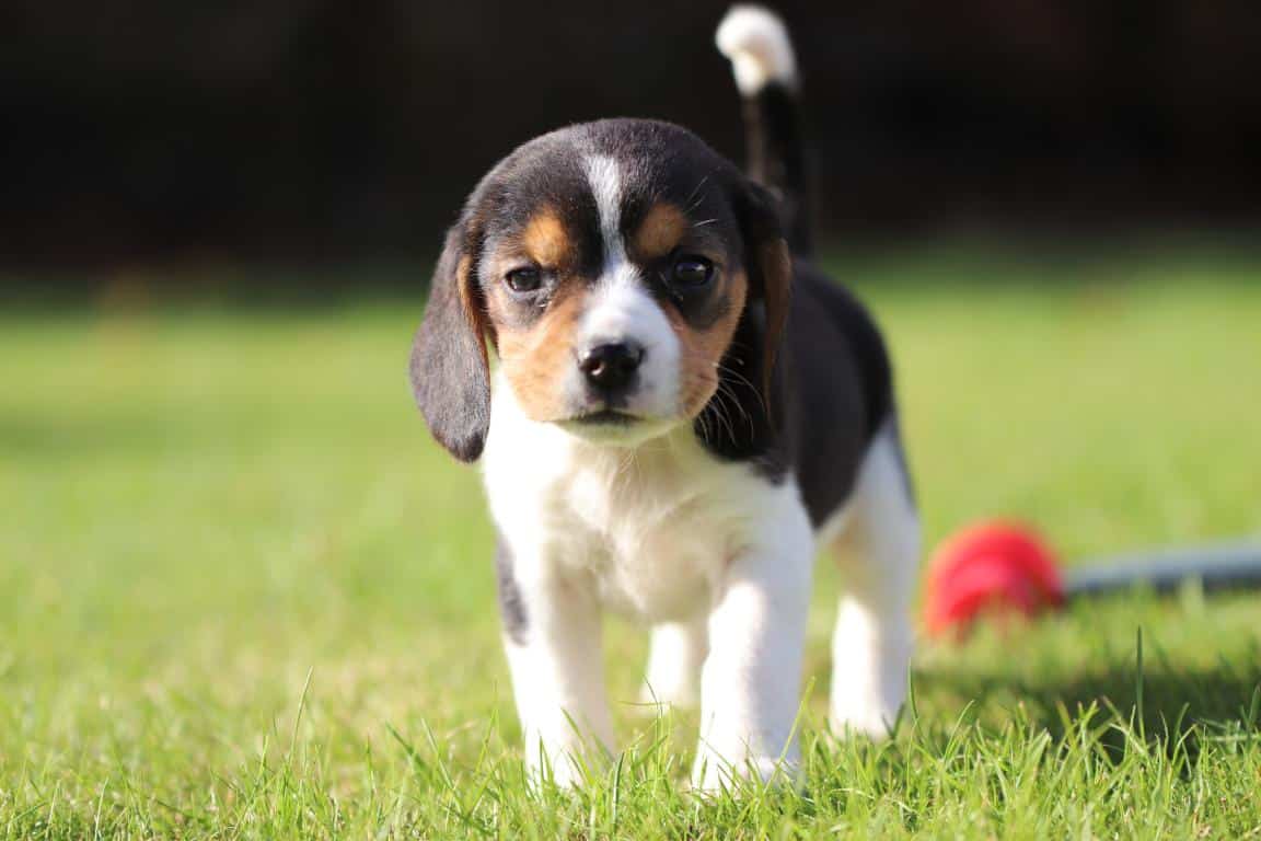 hondenfokkerij Beagle