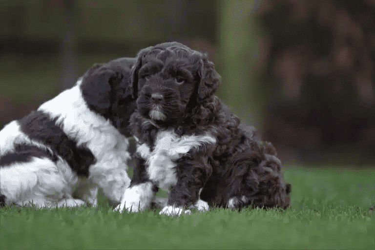 Lagotto romagnolo karakter