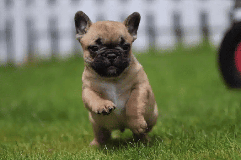 A frenchie puppy