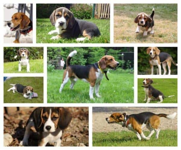 Beagle-Welpen zu verkaufen