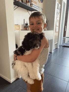 Chiens hypoallergéniques famille