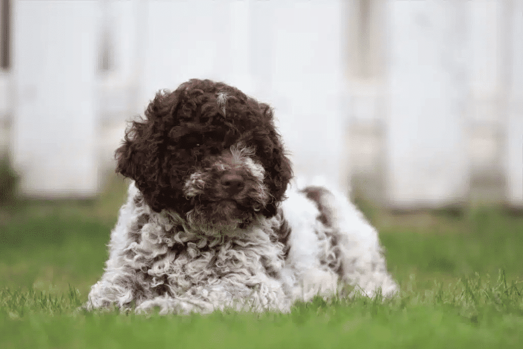 Lagotto romagnolo hypoallergeen