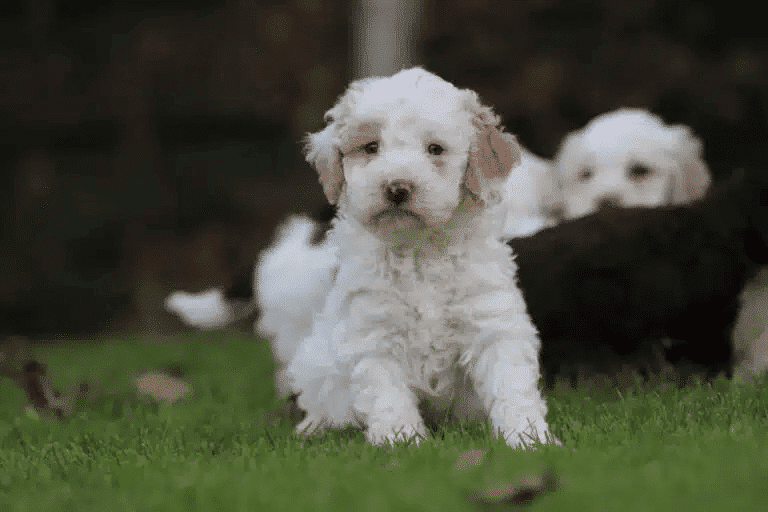 Lagotto romagnolo jachthond