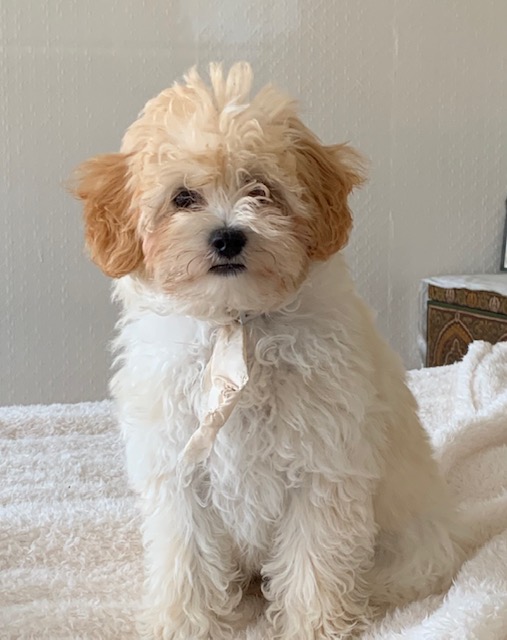 Maltipoo levensverwachting