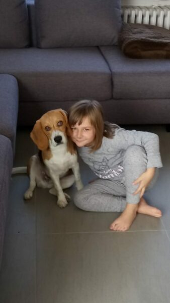 beagle in gezin