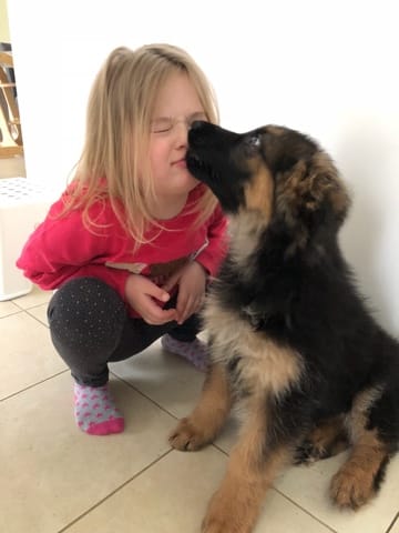 Chien de famille
