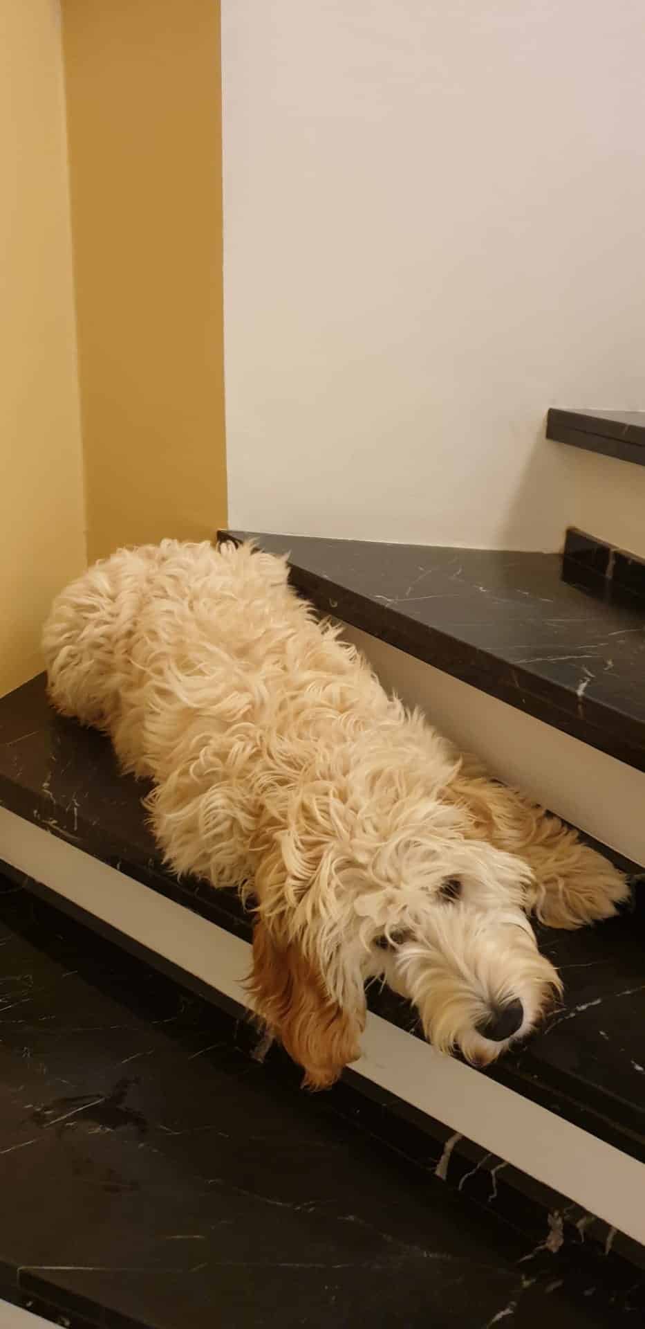 Designerdogs belgique