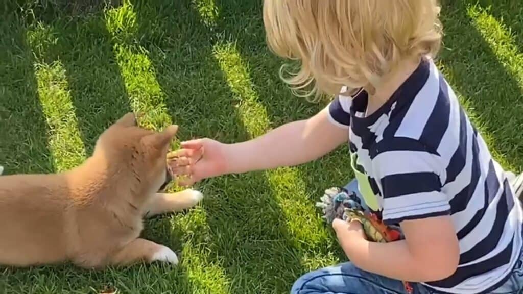 Shiba inu op appartement