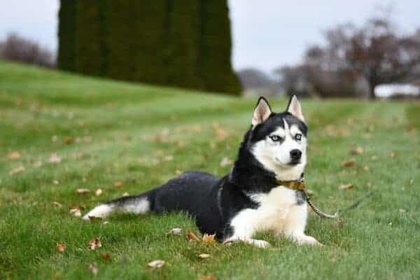 Husky aggression