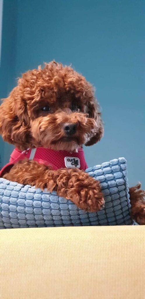 Poedel pups fokker