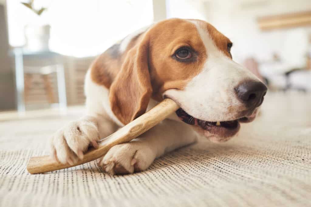 Portrait cute beagle dog chewing treats toys while lying floor home interior