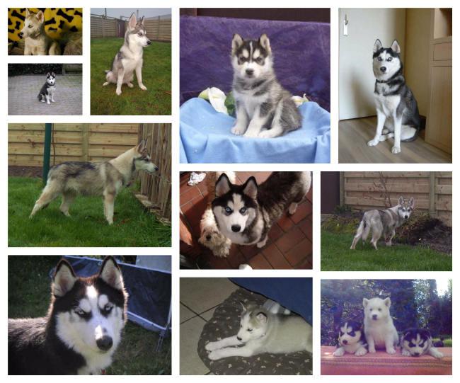 Husky pups belgië