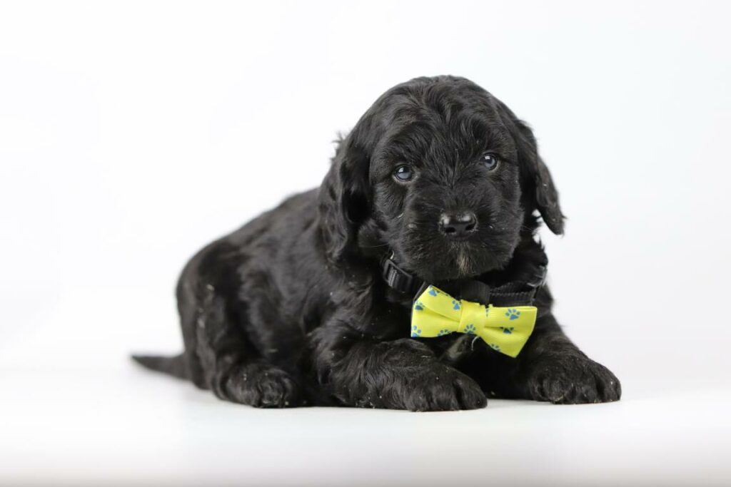 what is the price of a Labradoodle