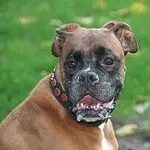 Boxer gezelschapshond