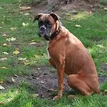 Boxer gedrag