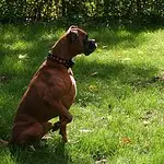 Boxer honden ervaringen