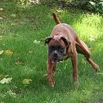 Boxer puppy