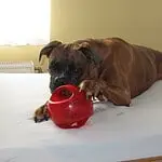 Boxer rasinformatie