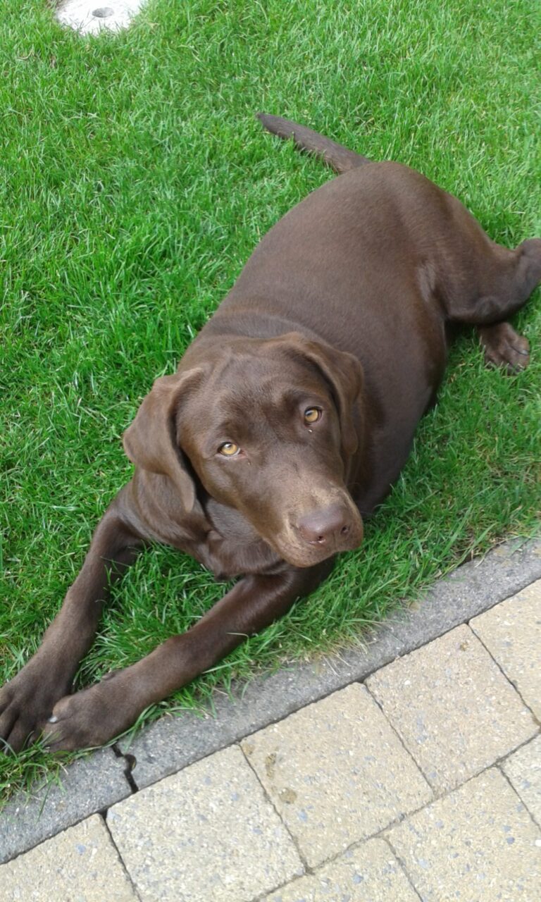 Labrador –  laika