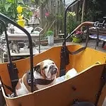 Maxime - engelse bulldog 11 Maxime review