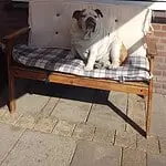 Maxime - engelse bulldog 12 Engelse bulldog reviews