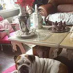 Maxime - engelse bulldog 9 Engelse bulldog fokkerij
