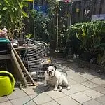 Engelse bulldog adoptie