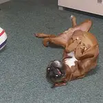 Klantreviews lobbus boxer