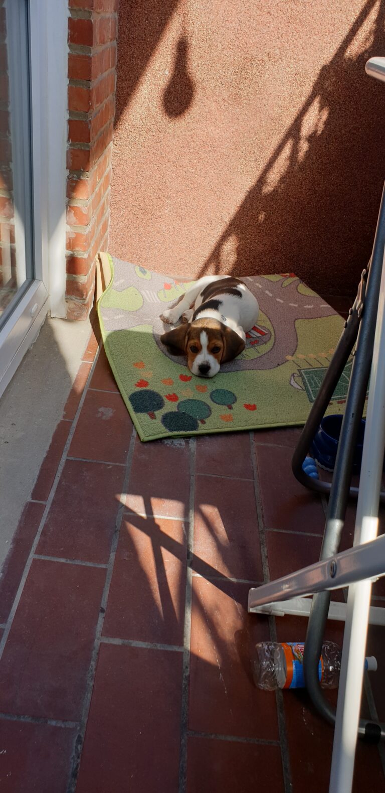 Fwd: Snoopy – Beagle
