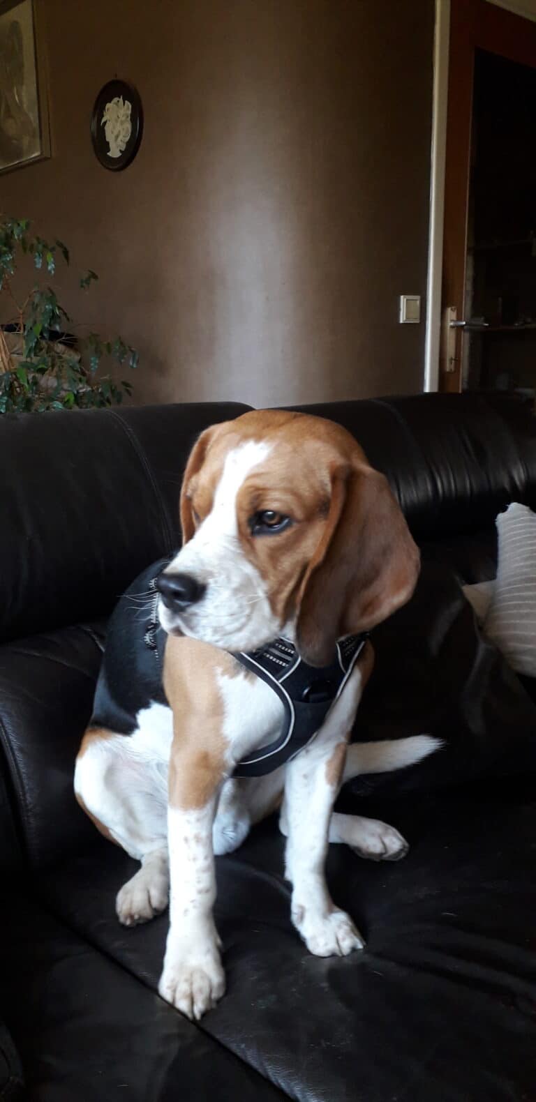 Beagle – Beau – Antwerpen, België